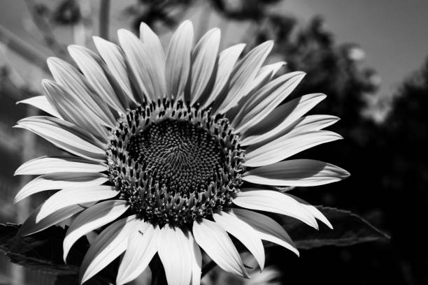 istock Fresh black and white sunflower 1168446068