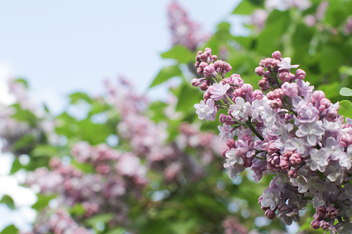 closeup of Syringa vulgaris or purple lilac branches over blurry sunny sky in springtime for bee-attracting garden, floral outdoor, empty space