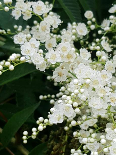 istock Nature's most therapeutic phenomenon! 1168446961
