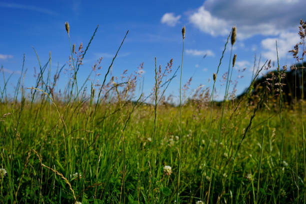 высокая трава с голубым фоном неба - grass tall timothy grass field стоковые фото и изображения