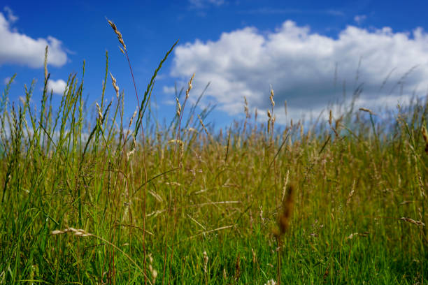 grande herbe avec un fond bleu de ciel - grass tall timothy grass field photos et images de collection