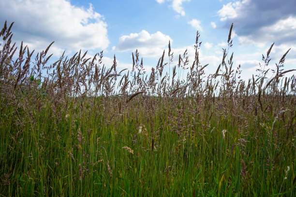 grande herbe avec un fond bleu de ciel - grass tall timothy grass field photos et images de collection