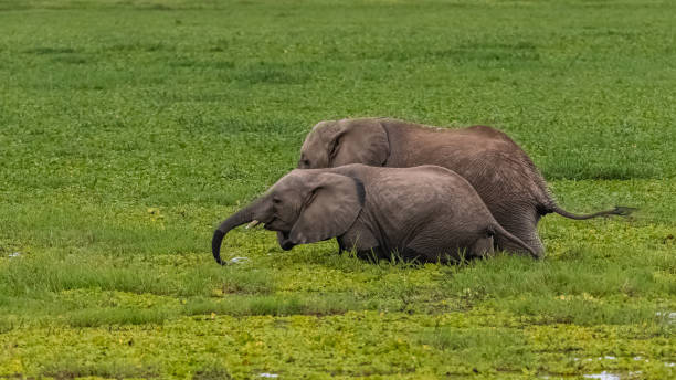 istock elephants in the swamps 1168448118