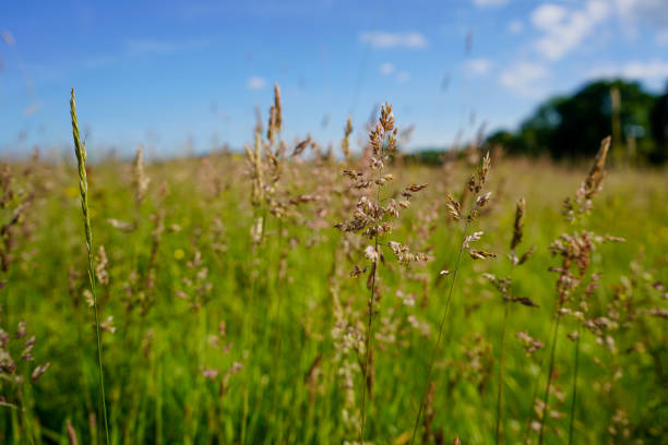 grande herbe avec un fond bleu de ciel - grass tall timothy grass field photos et images de collection