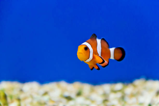 istock Aquarium fishes in salt water 1168448704