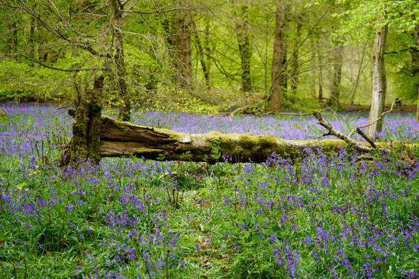 istock Fallen tree in a bluebell wood 1168449416