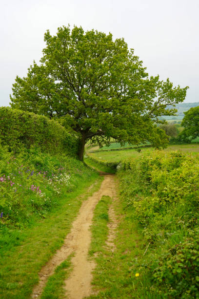 istock Overgrown footpath in the countryside 1168449504