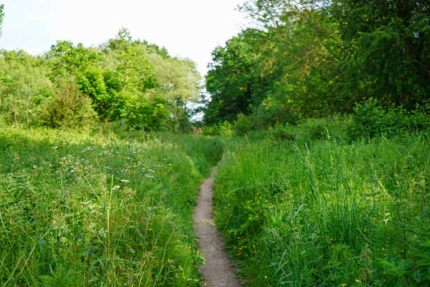istock Overgrown footpath in the countryside 1168449596