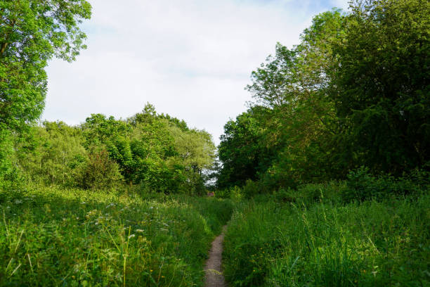 istock Overgrown footpath in the countryside 1168449733