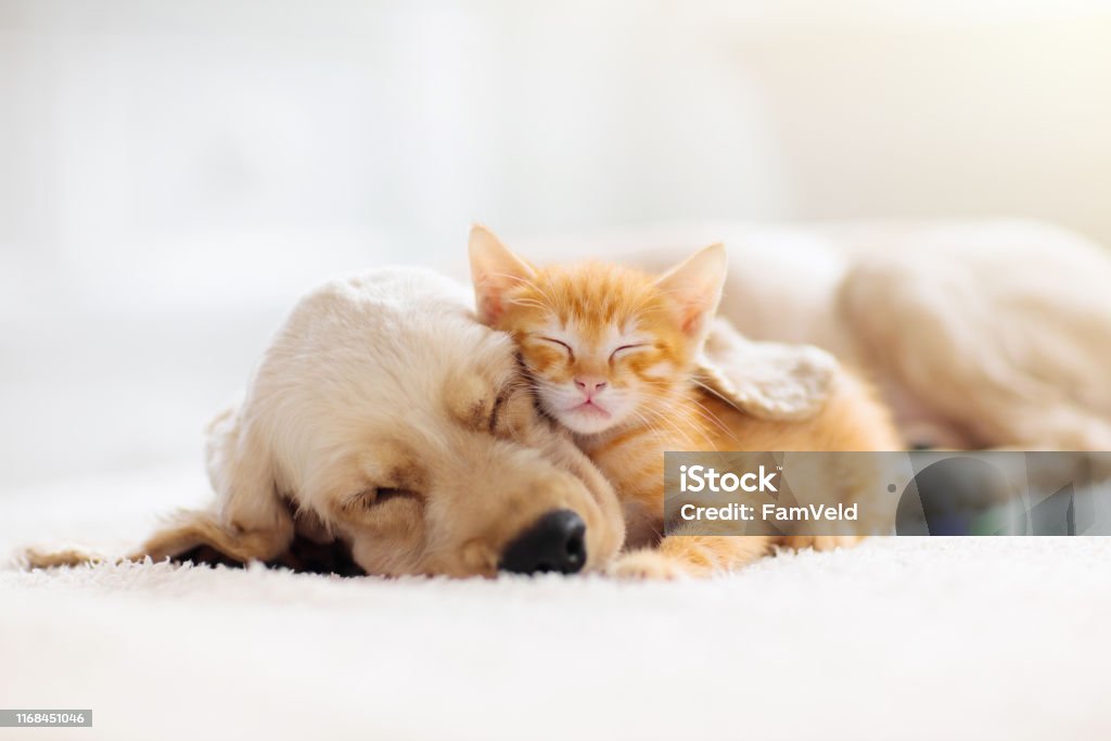 Gato y perro durmiendo. El cachorro y el gatito duermen. - Foto de stock de Perro libre de derechos