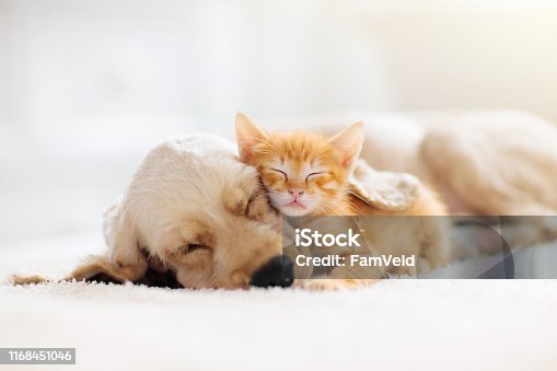 Our Best Cute Animals Stock Photos, Pictures & Royalty-Free Images - iStock  | Animals, Cute, Kawaii animals
