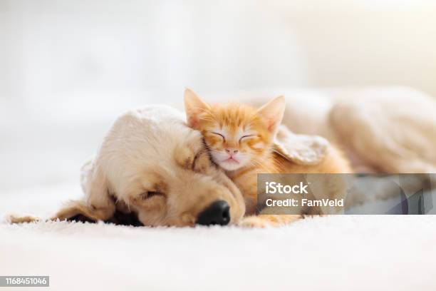 Cat And Dog Sleeping Puppy And Kitten Sleep Stock Photo - Download Image Now - Dog, Domestic Cat, Pets