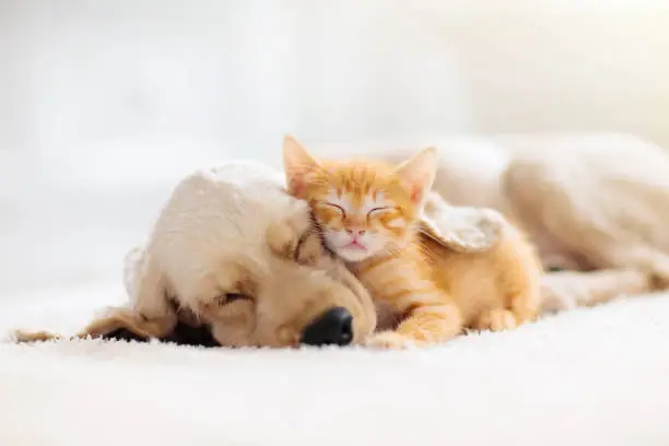 Photo of Cat and dog sleeping. Puppy and kitten sleep.