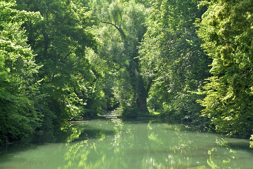 Old green trees stand by a lake and form a fairytale background