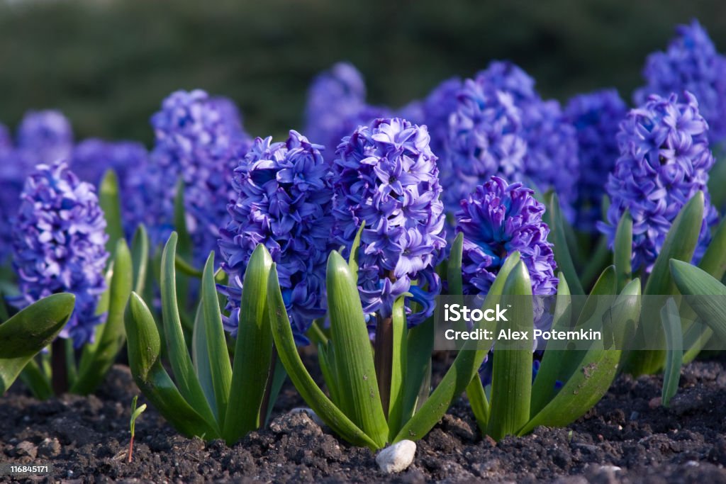 Bleu jacinthe - Photo de Jacinthe libre de droits