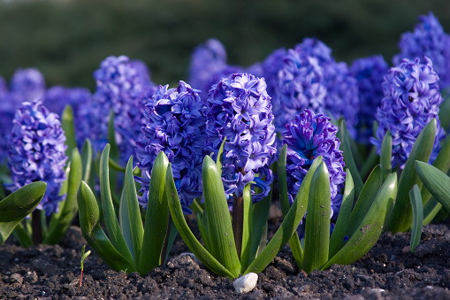 red and blue hyacinths blooming in a garden