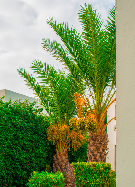 istock beautiful clusters of dates on a palm tree 1168452671