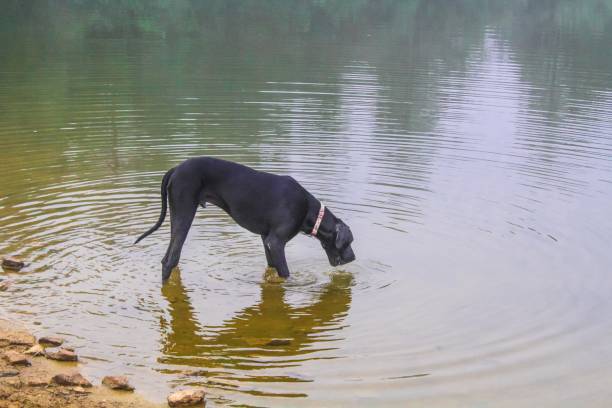 istock Black Great Dane dog drinking from a clear spring fed pond on a misty morning in the countryside 1168453656