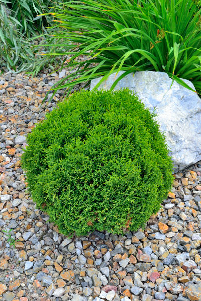 istock Dwarf thuja - spherical shaped coniferous evergreen plant in alpine garden 1168453702