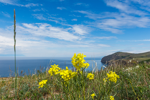Beautiful view of Baikal and yellow flowers on a clear summer day from the shore of Olkhon Island