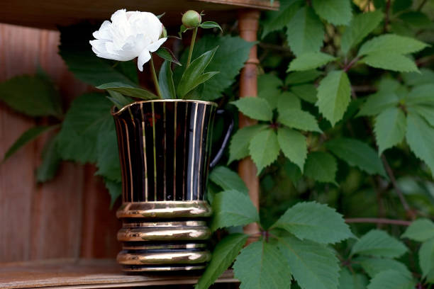 pivoine blanche dans le vase pourpre - male5 photos et images de collection