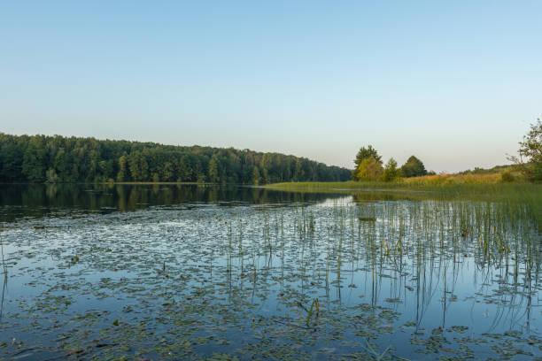istock Lake view on an early summer morning 1168455302