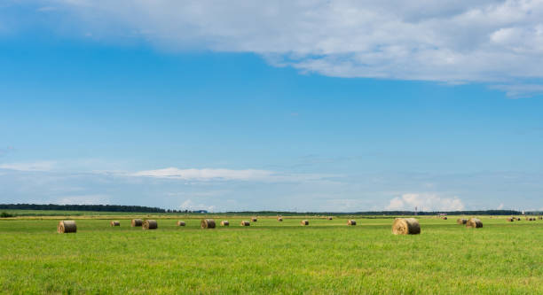 istock haystacks in the field on a sunny summer day 1168455374