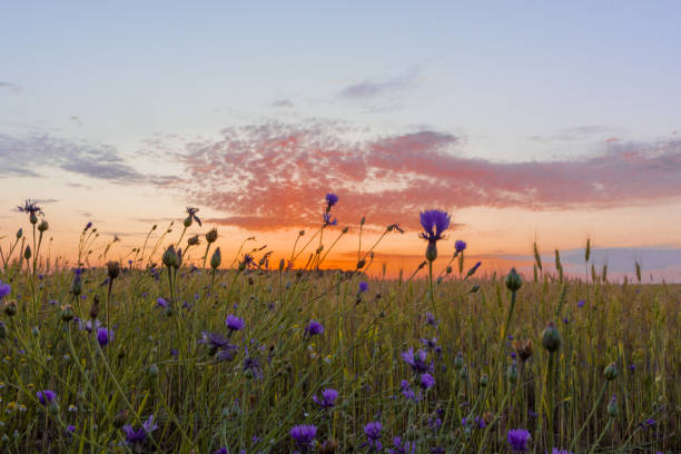 istock Beautiful sunrise over a wheat field 1168455386