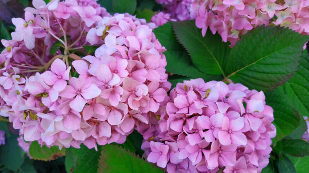 istock Beautiful purple hydrangea or hortensia flower close up. 1168456056
