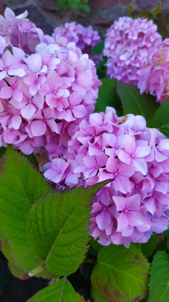 istock Beautiful purple hydrangea or hortensia flower close up. 1168456065