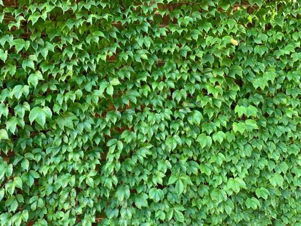 Ivy on Brick Wall Creeper plant growing on brick wall.  iPhone Boston Ivy stock pictures, royalty-free photos & images