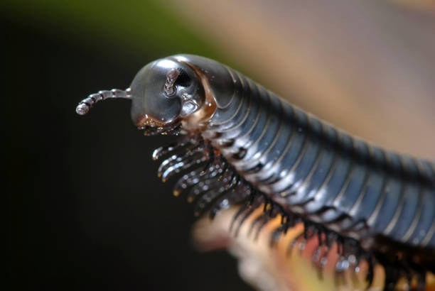 Millipede photographed in Guarapari, Espirito Santo. Southeast of Brazil. Atlantic Forest Biome. Picture made in 2007