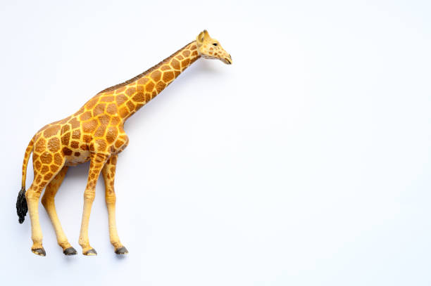 istock The figure of a giraffe on white background 1168456671
