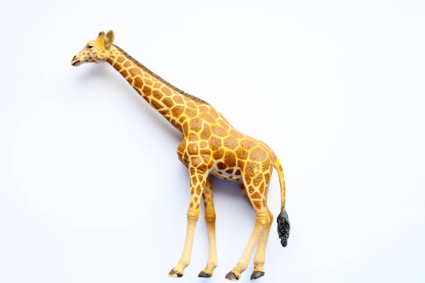 istock The figure of a giraffe on white background 1168456722