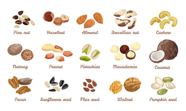 ilustraciones, imágenes clip art, dibujos animados e iconos de stock de conjunto de nueces y semillas. anacardo, avellana, almendra, nuez de brasil, nuez, cacahuete, pistachos, macadamia, nuez moscada, cedro, coco. calabaza, girasol, semillas de lino. ilustración vectorial en estilo plano de dibujos animados - pepita de calabaza