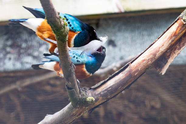 Supurb Starling Perched in a Tree WIth a Feather in its Beak