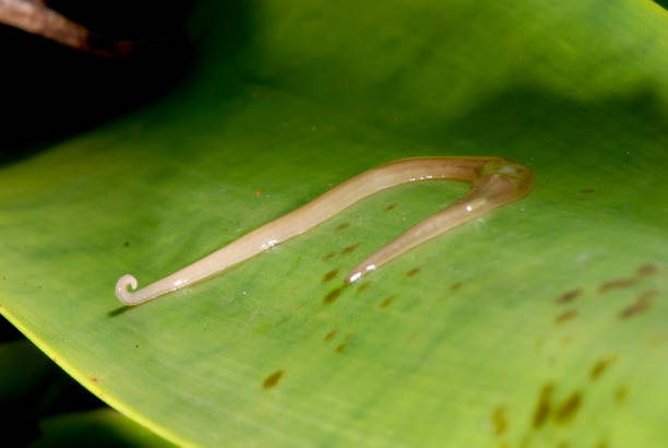 Worm photographed in Guarapari, Espirito Santo. stock photo