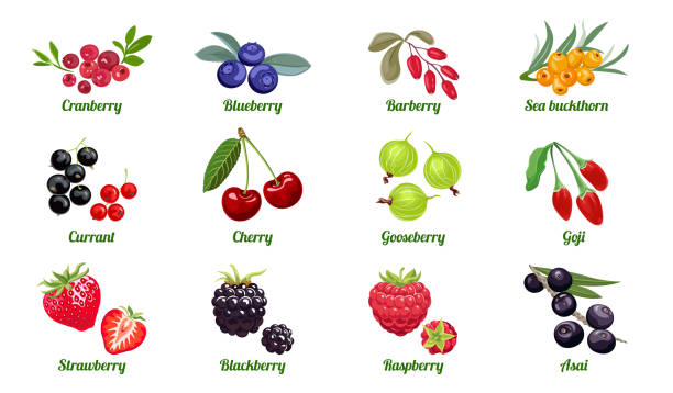 set von beeren isoliert auf weißem hintergrund. himbeere, brombeere, erdbeere, stachelbeere, kirsche, johannisbeere, sanddorn, heidelbeere, cranberry, acai, goji, berberitze. vektor flache illustration. - blackberry blueberry raspberry fruit stock-grafiken, -clipart, -cartoons und -symbole