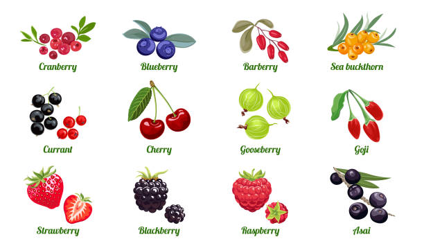 Set of berries isolated on white background. Raspberry, Blackberry, Strawberry, Gooseberry, Cherry, Currant, Sea buckthorn, Blueberry, Cranberry, Acai, Goji, Barberry. Vector flat illustration. Set of berries isolated on white background. Raspberry, Blackberry, Strawberry, Gooseberry, Cherry, Currant, Sea buckthorn, Blueberry, Cranberry, Acai, Goji, Barberry. Vector flat illustration. currant stock illustrations