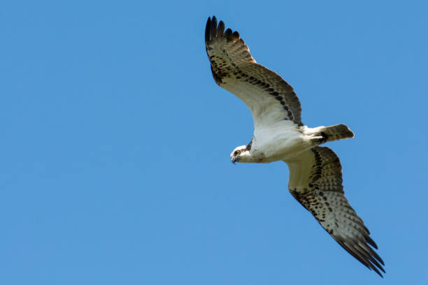 istock Floating Osprese on the west coast of Sweden 1168458070