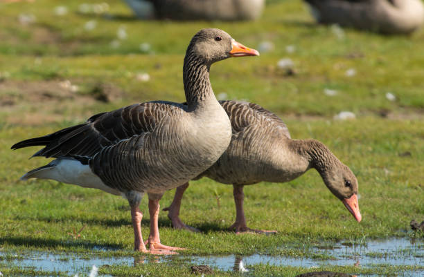 istock Grey geese on the west coast of Sweden 1168458631
