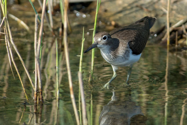 istock Common Sandpiper on the west coast of Sweden 1168458633