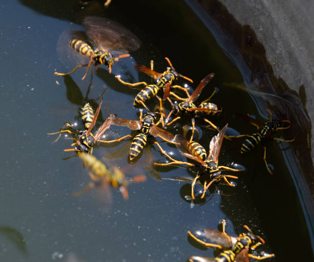 le vespe bevono acqua dalla padella, nuotano sulla superficie dell'acqua - emotional stress water surface water insect foto e immagini stock