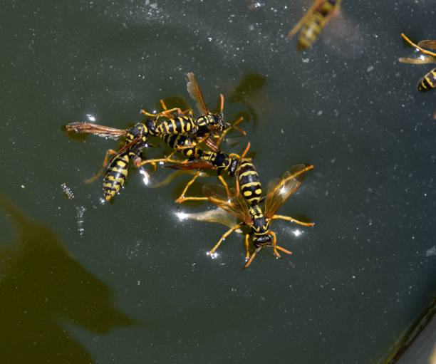 le vespe polistes bevono acqua. le vespe bevono acqua dalla padella, nuotano - emotional stress water surface water insect foto e immagini stock