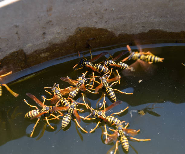 le vespe polistes bevono acqua. le vespe bevono acqua dalla padella, nuotano - emotional stress water surface water insect foto e immagini stock