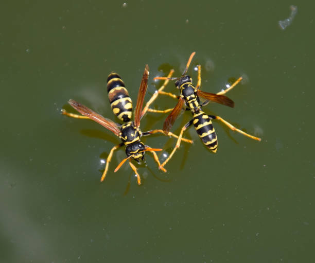 le vespe polistes bevono acqua. le vespe bevono acqua dalla padella, nuotano - emotional stress water surface water insect foto e immagini stock