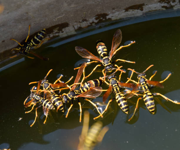 le vespe bevono acqua dalla padella, nuotano sulla superficie dell'acqua - emotional stress water surface water insect foto e immagini stock