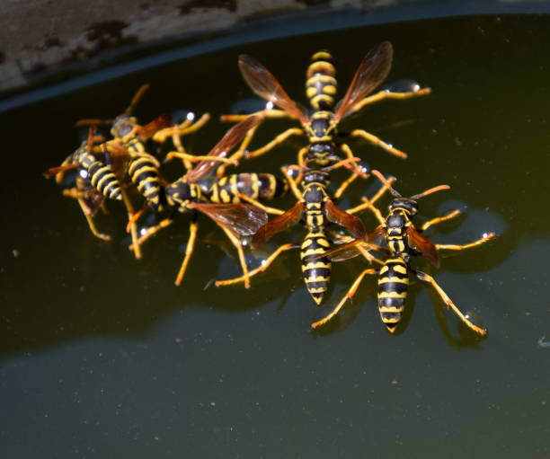 le vespe polistes bevono acqua. le vespe bevono acqua dalla padella, nuotano - emotional stress water surface water insect foto e immagini stock
