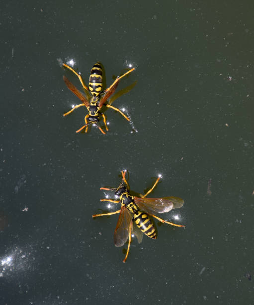 le vespe polistes bevono acqua. le vespe bevono acqua dalla padella, nuotano - emotional stress water surface water insect foto e immagini stock