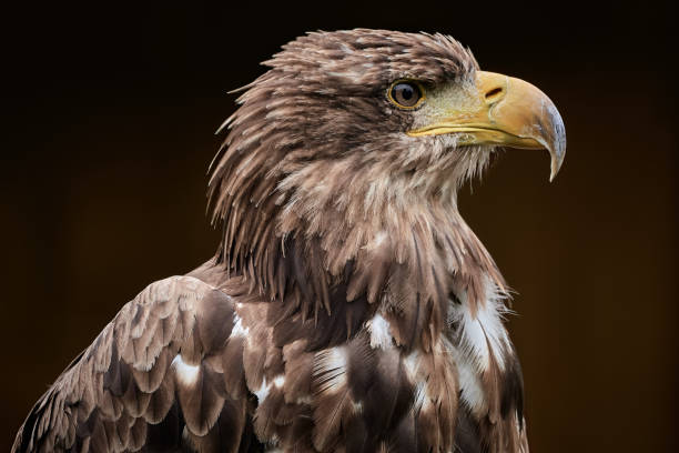 Steppe Eagle (Aquila nipalensis) and brown background One beautiful steppe eagle side view and dark brown nature background steppe eagle aquila nipalensis stock pictures, royalty-free photos & images